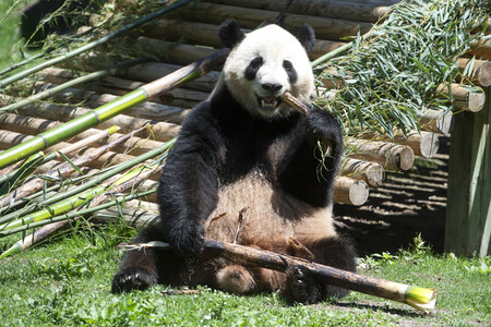 Pandabär-Präsentation in Madrid
