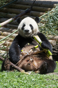 Pandabär-Präsentation in Madrid