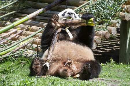 Pandabär-Präsentation in Madrid