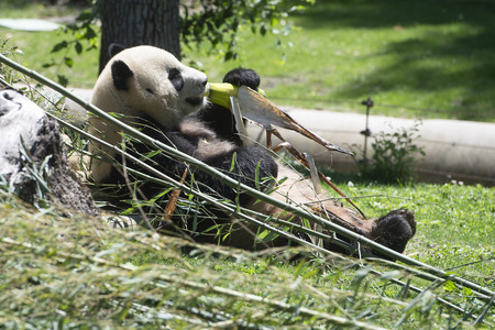 Pandabär-Präsentation in Madrid