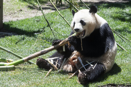 Pandabär-Präsentation in Madrid