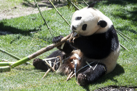 Pandabär-Präsentation in Madrid