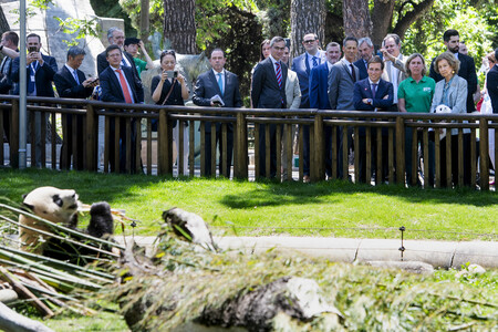 Pandabär-Präsentation in Madrid