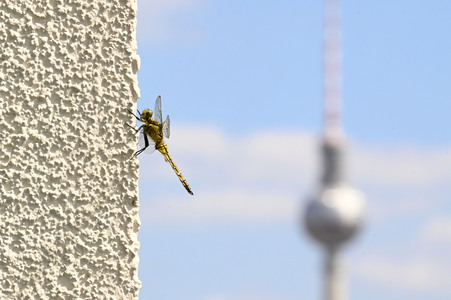 Libelle in Berlin