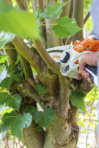Symbolfoto Hecke schneiden