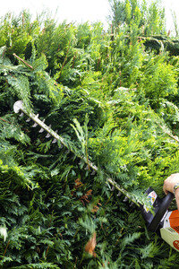 Symbolfoto Hecke schneiden