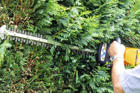 Symbolfoto Hecke schneiden