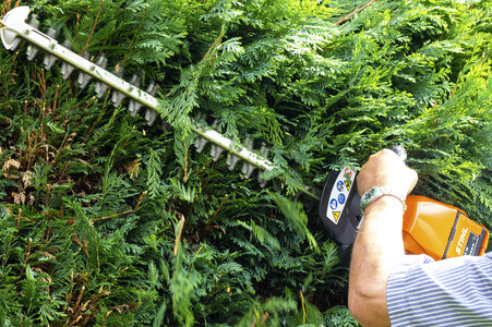 Symbolfoto Hecke schneiden