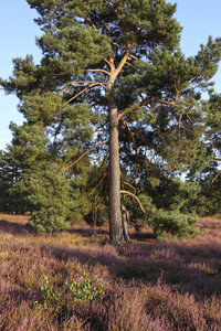 NATURE ART: Heidebäume / Heath Tress Bodypainting