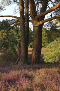 NATURE ART: Heidebäume / Heath Tress Bodypainting