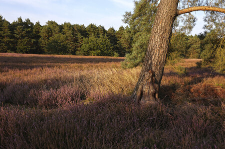 NATURE ART: Heidebäume / Heath Tress Bodypainting