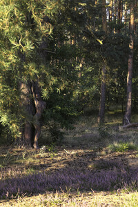NATURE ART: Heidebäume / Heath Tress Bodypainting