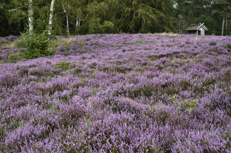 NATURE ART: Lila Heide / Purple Heather Bodypainting
