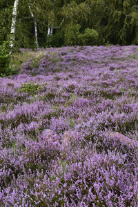 NATURE ART: Lila Heide / Purple Heather Bodypainting