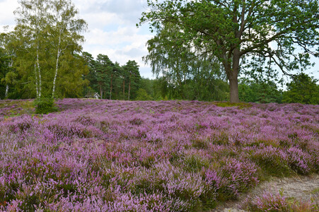 NATURE ART: Lila Heide / Purple Heather Bodypainting