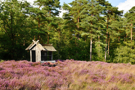 NATURE ART: Lila Heide / Purple Heather Bodypainting