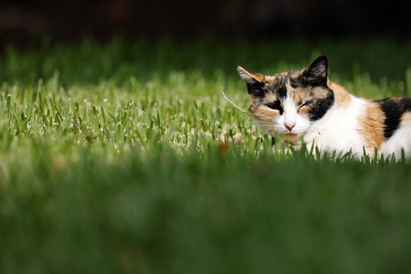 Symbolfoto Nickerchen