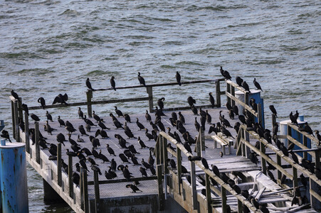 Die Seebrück Sassnitz