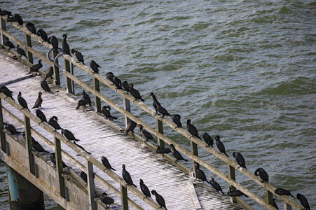 Die Seebrück Sassnitz