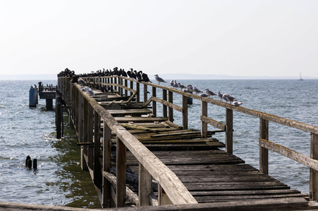 Die Seebrück Sassnitz