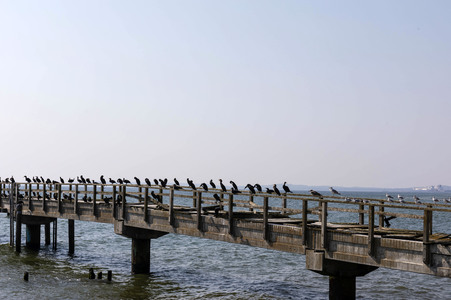 Die Seebrück Sassnitz