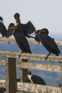 Die Seebrück Sassnitz