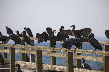 Die Seebrück Sassnitz