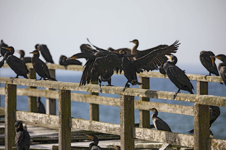 Die Seebrück Sassnitz