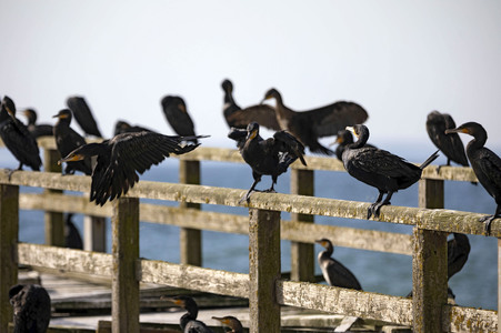 Die Seebrück Sassnitz