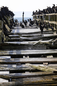 Die Seebrück Sassnitz