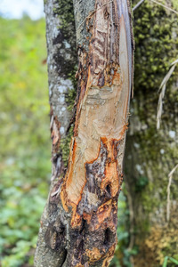 Symbolfoto Biberschäden