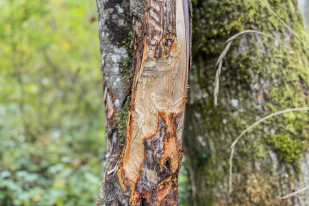 Symbolfoto Biberschäden