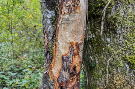 Symbolfoto Biberschäden
