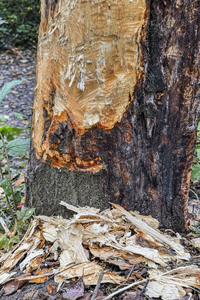 Symbolfoto Biberschäden
