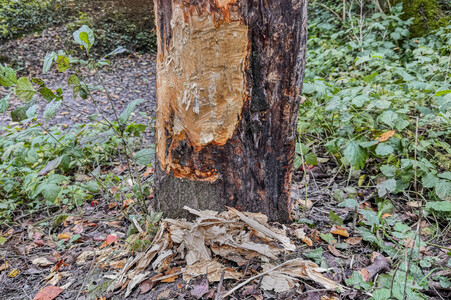 Symbolfoto Biberschäden