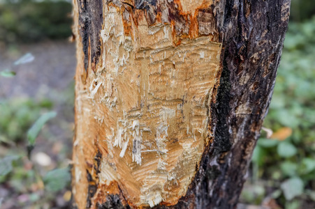 Symbolfoto Biberschäden