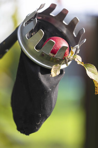 Symbolfoto Apfelernte