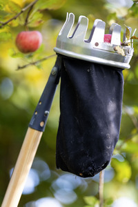 Symbolfoto Apfelernte