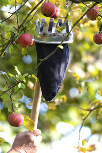 Symbolfoto Apfelernte