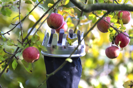 Symbolfoto Apfelernte