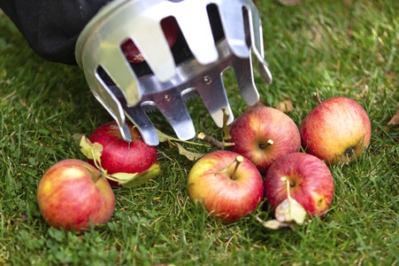 Symbolfoto Apfelernte