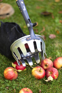 Symbolfoto Apfelernte