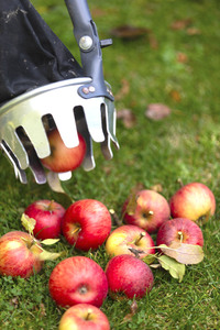 Symbolfoto Apfelernte