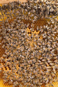 Symbolfoto Bienen