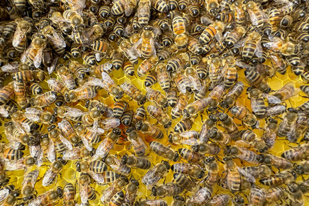 Symbolfoto Bienen