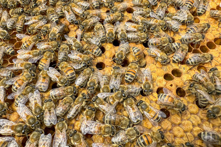 Symbolfoto Bienen
