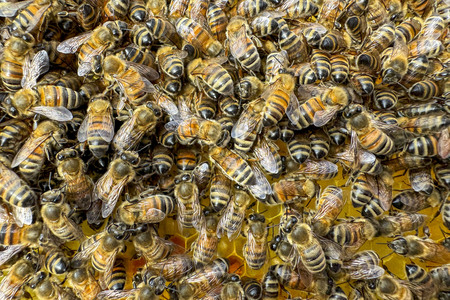 Symbolfoto Bienen