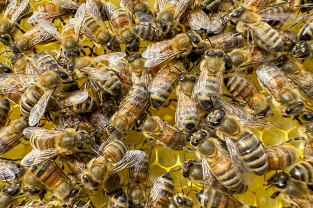 Symbolfoto Bienen