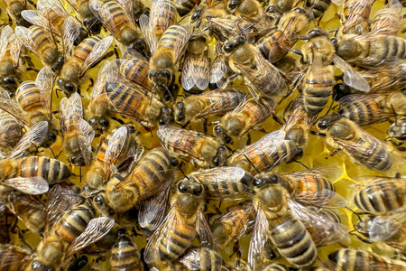 Symbolfoto Bienen