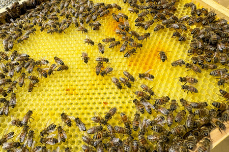 Symbolfoto Bienen